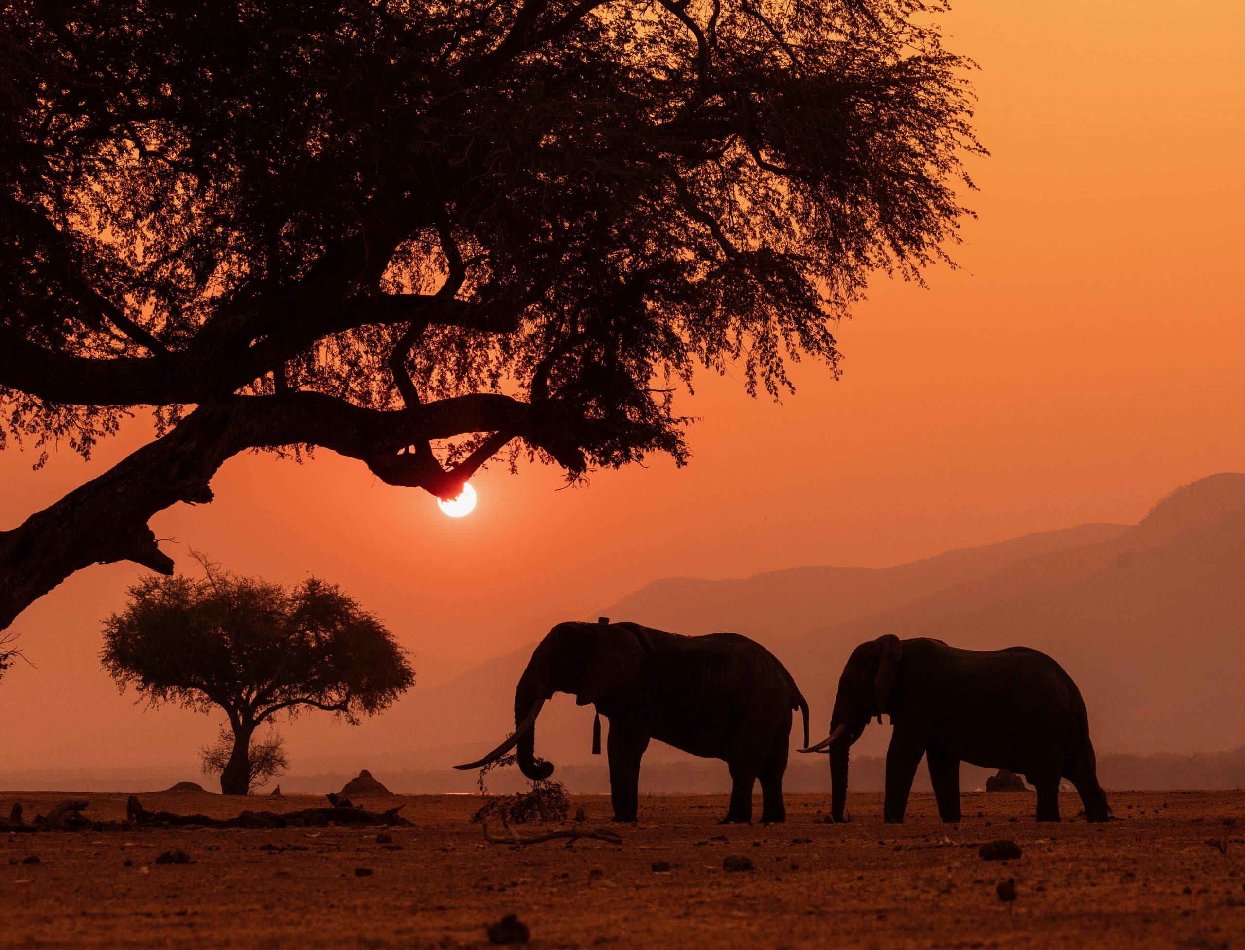 elephants africa