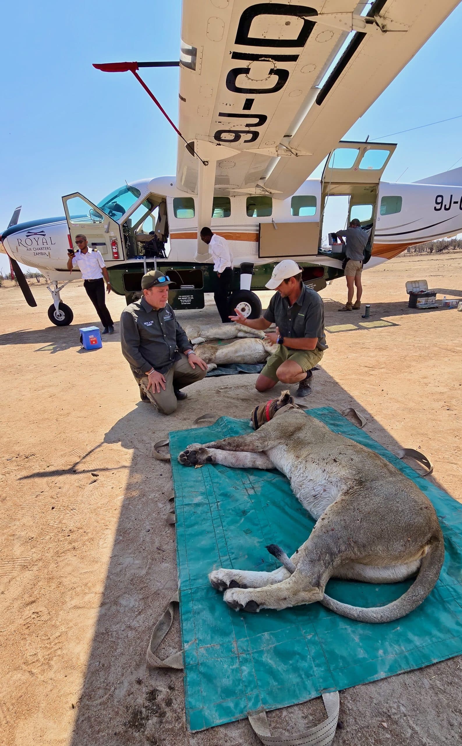 lion relocation 