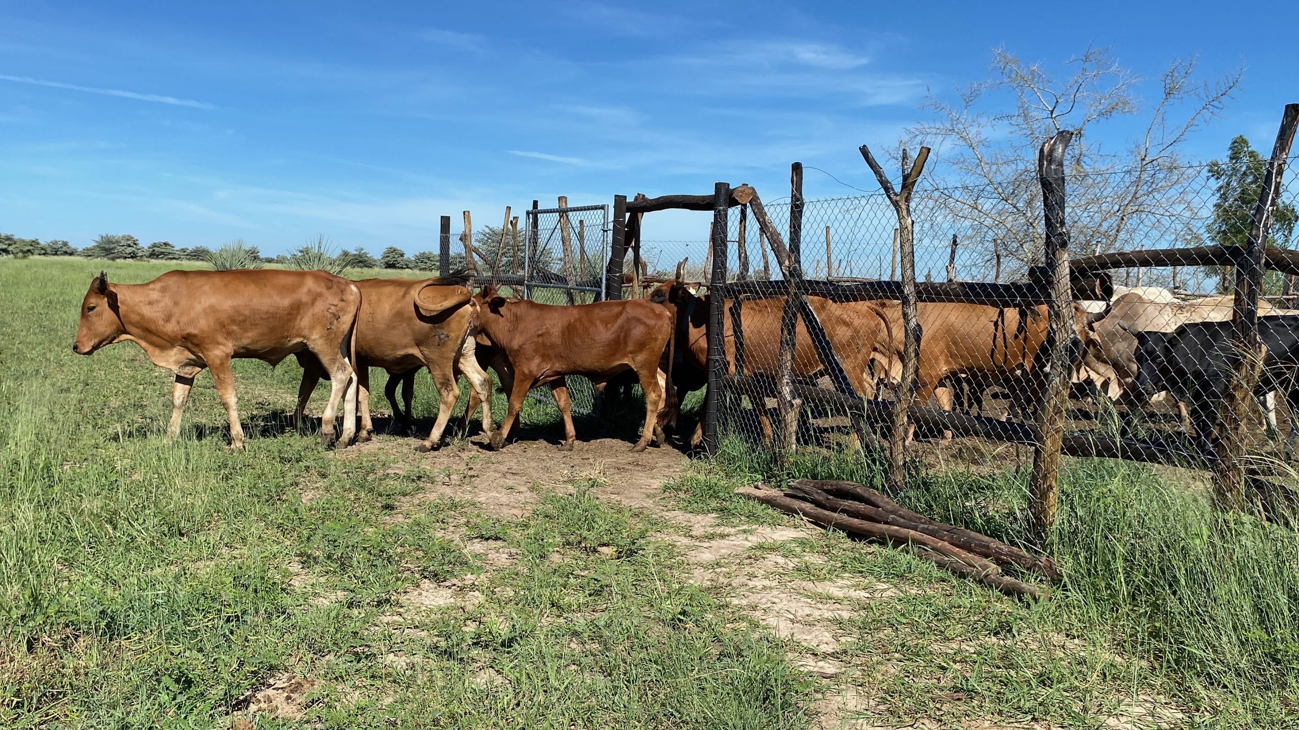 cattle livestock corral coexistence