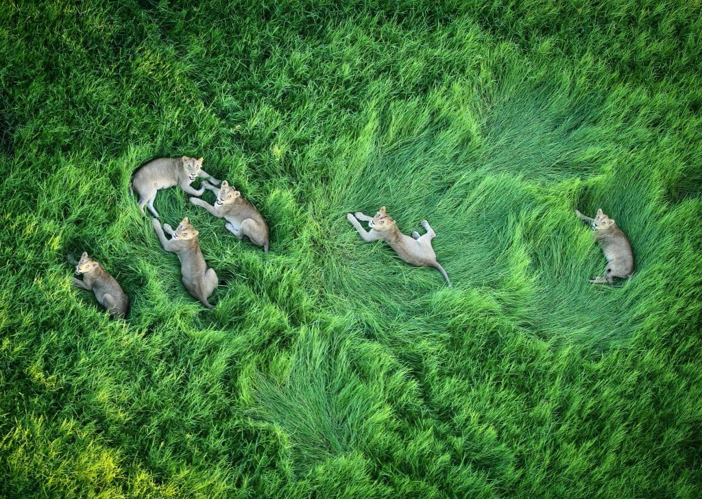 lion pride in grass (Pete Lindsey)