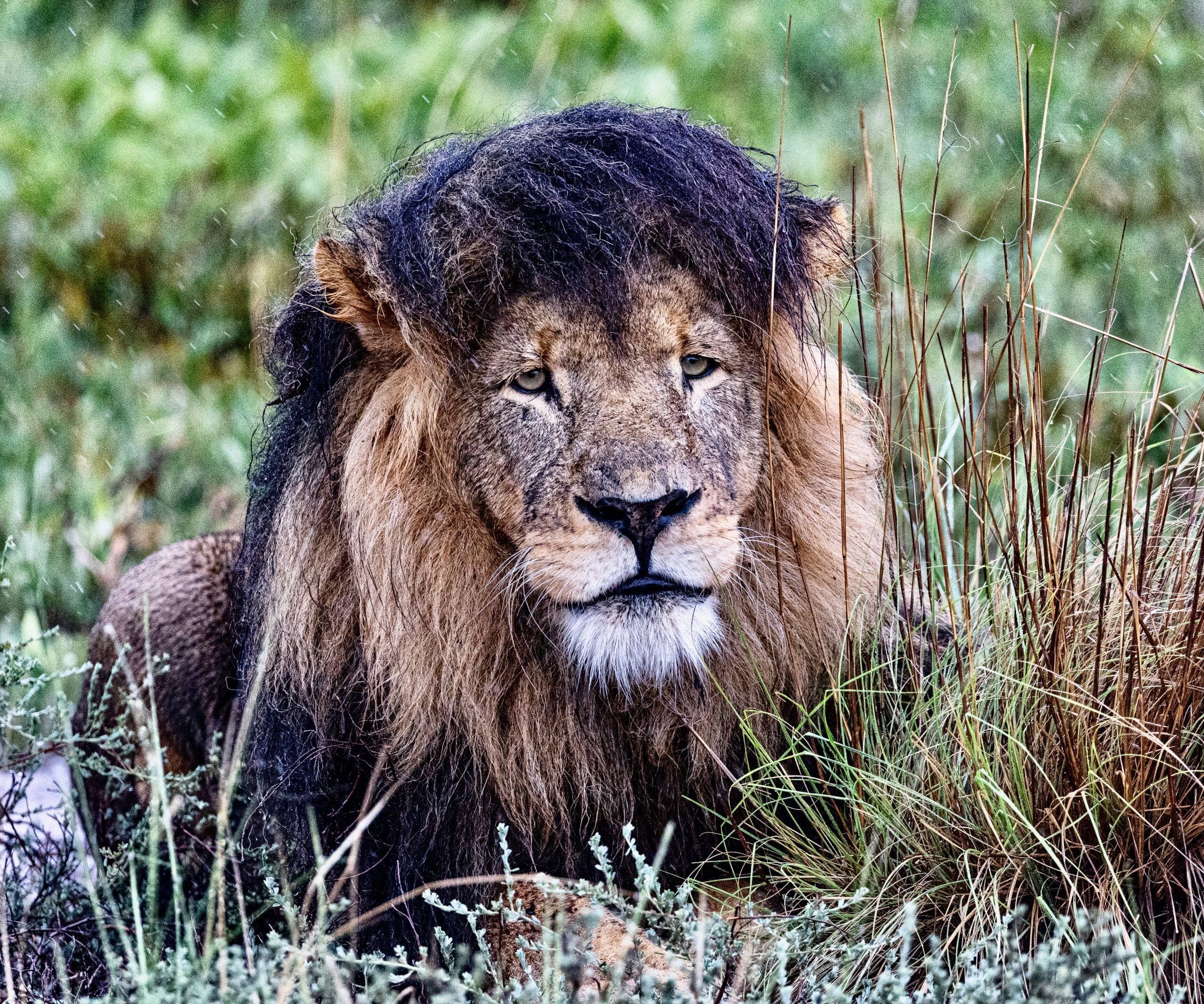 male lion in the rain