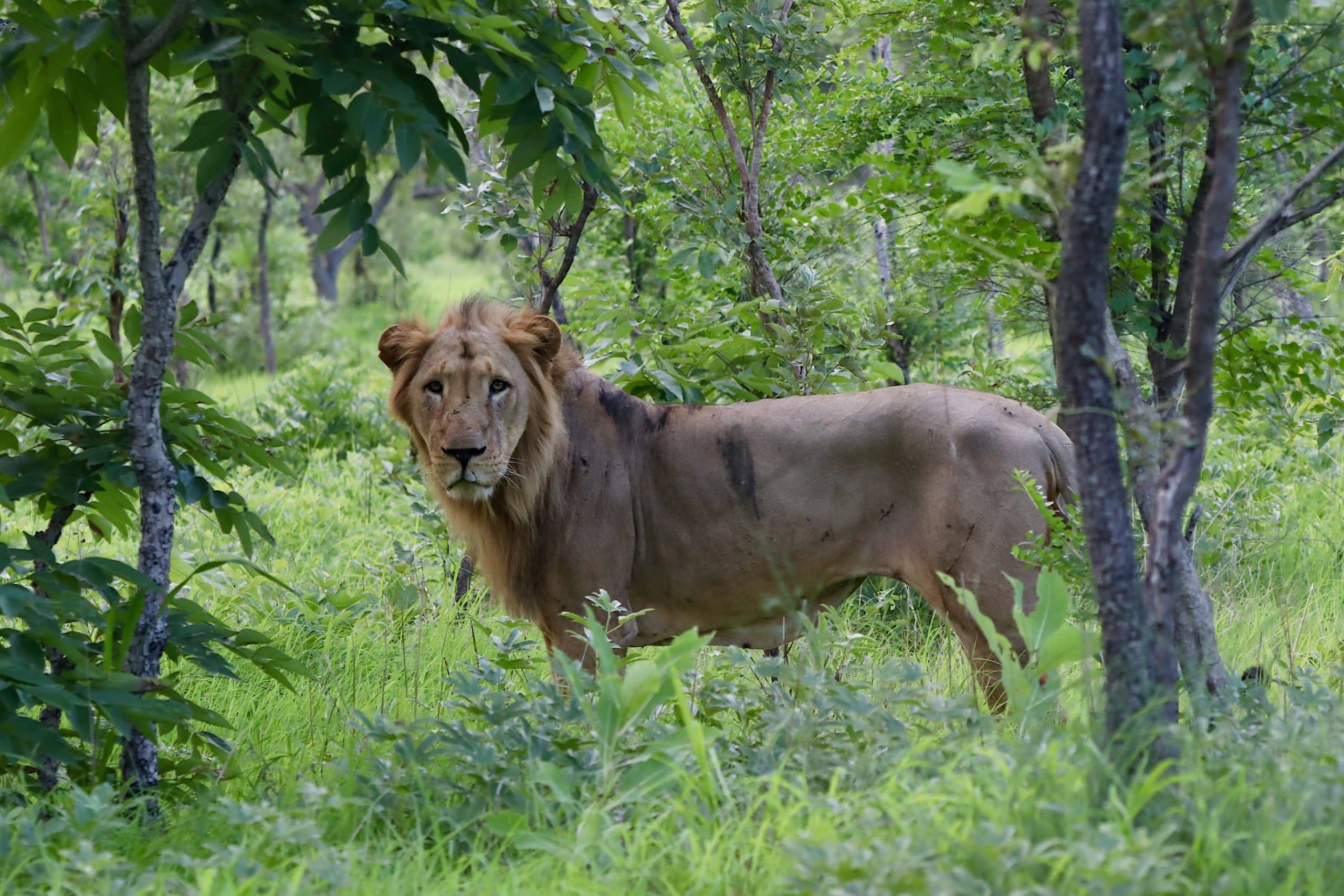 west african lion